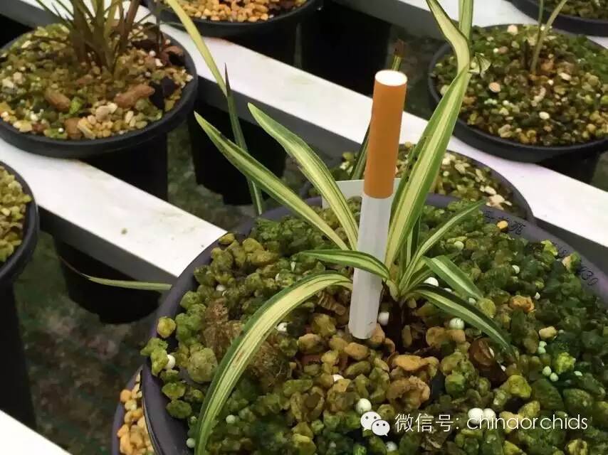 兰花养殖需要注意的几个方面